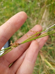 Juncus usitatus