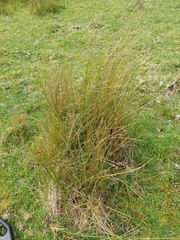 Juncus usitatus