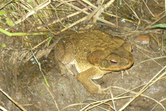 Rhinella marina
