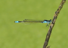 Ischnura heterosticta