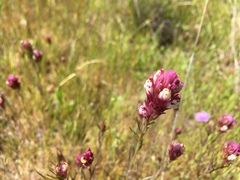 Castilleja densiflora densiflora