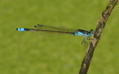 Ischnura heterosticta