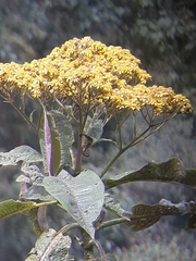 Dendrophorbium