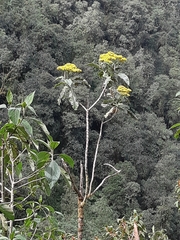 Dendrophorbium