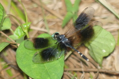 Erythrodiplax attenuata