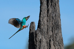 Psephotus chrysopterygius