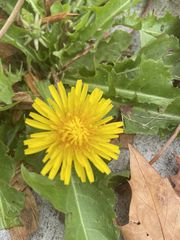 Taraxacum officinale