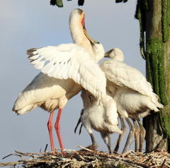 African Spoonbill photo 4