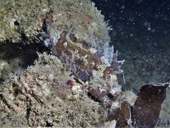 Centrogenys vaigiensis
