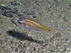 Ostorhinchus cavitensis