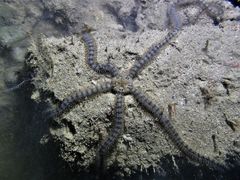 Macrophiothrix