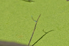 Ischnura heterosticta