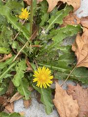 Taraxacum officinale