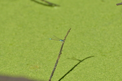 Ischnura heterosticta