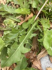 Taraxacum officinale
