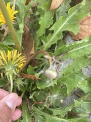 Taraxacum officinale