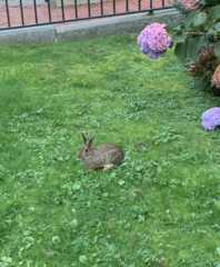 Sylvilagus floridanus