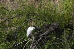 Egretta garzetta