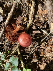 Cortinarius sanguineus