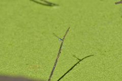 Ischnura heterosticta