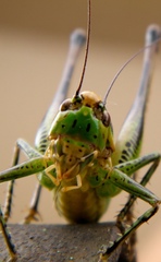 Eupholidoptera chabrieri