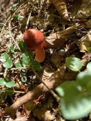 Cortinarius sanguineus