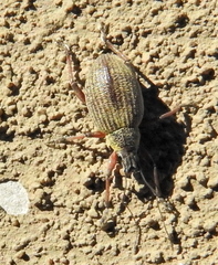 Sciobius