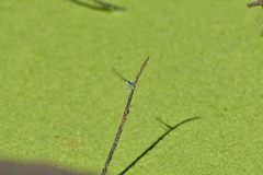Ischnura heterosticta