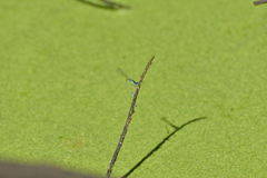 Ischnura heterosticta