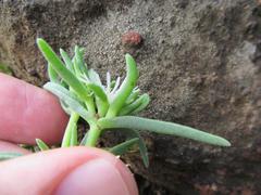 Delosperma herbeum