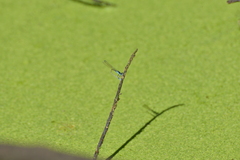 Ischnura heterosticta