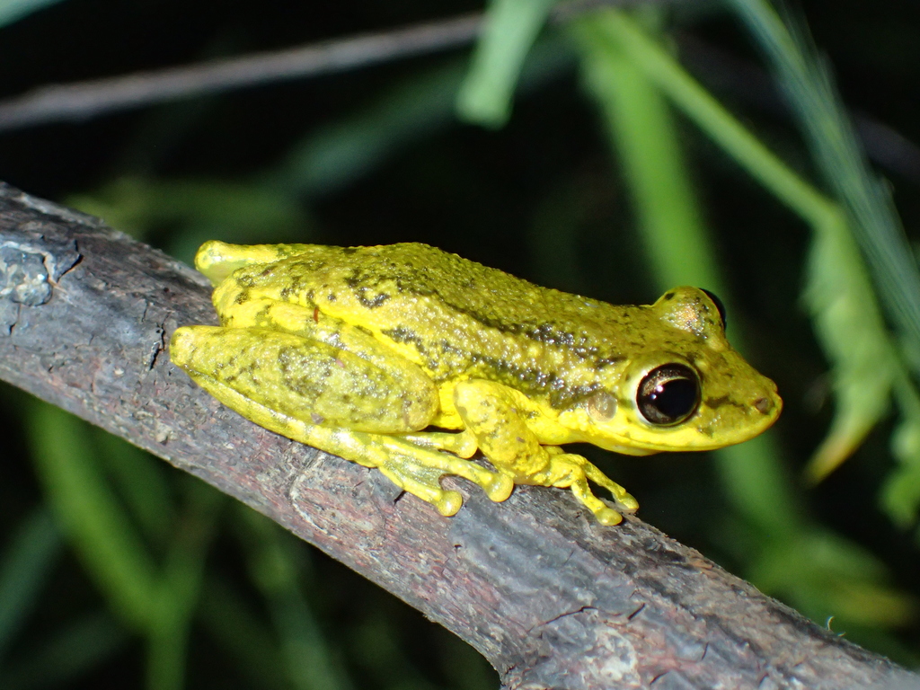 Red Snouted Treefrog