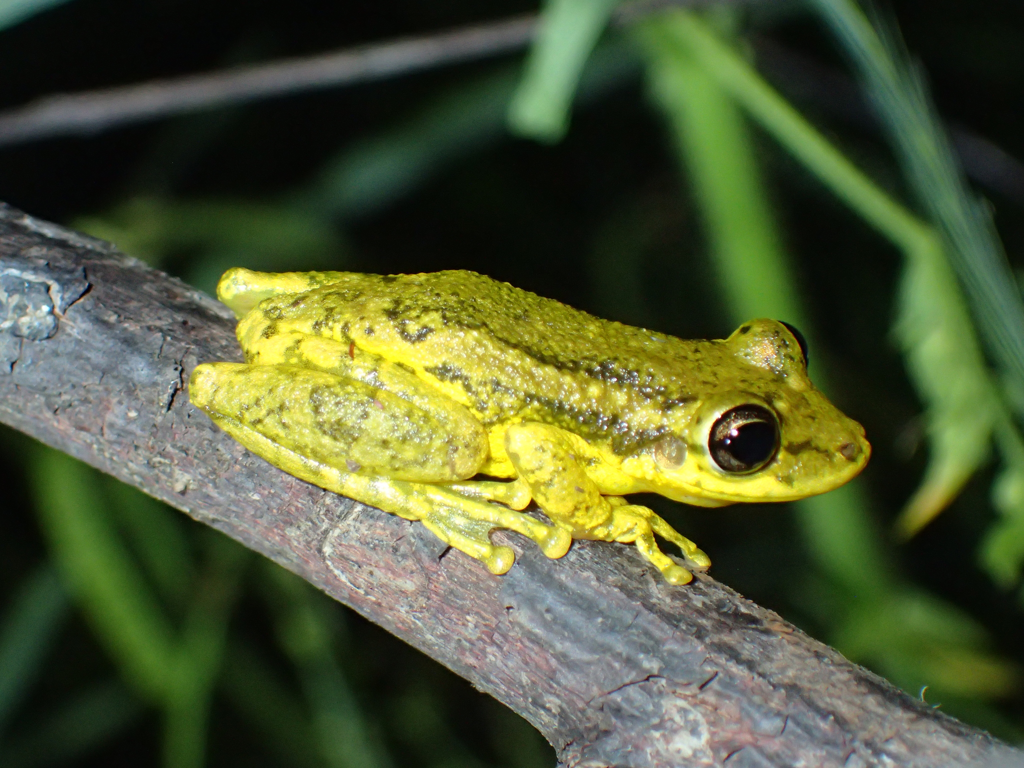 Red Snouted Tree Frog (Scinax ruber) · iNaturalist