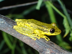 Scinax ruber