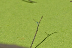 Ischnura heterosticta