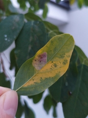 Macrosaccus robiniella