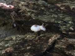 Leucocoprinus brebissonii