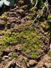 Ephemerum crassinervium