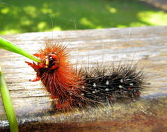 Rhodogastria similis