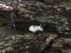 Leucocoprinus brebissonii