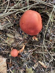 Cortinarius sanguineus