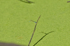 Ischnura heterosticta