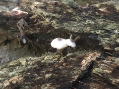 Leucocoprinus brebissonii