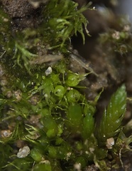 Ephemerum crassinervium