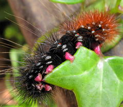 Rhodogastria similis