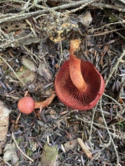 Cortinarius sanguineus