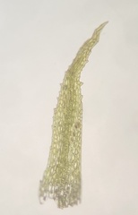 Ephemerum crassinervium