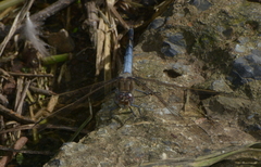 Orthetrum caledonicum