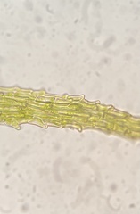 Ephemerum crassinervium