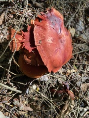 Cortinarius sanguineus